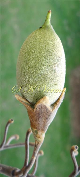  Fruit